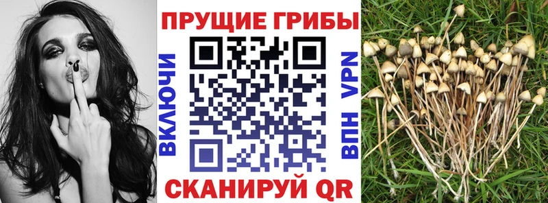 Галлюциногенные грибы мицелий  Новотитаровская 